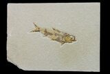 Fossil Fish (Knightia) - Wyoming #159542-1